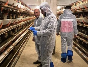 Ticari yumurtacı tavukçuluk işletmesinde ilk resmi denetim