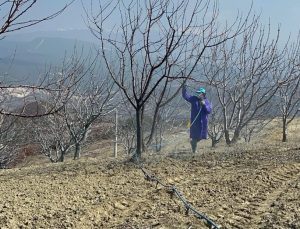 Vişne ve kiraz bahçeleri için bordo bulamacı projesi hayata geçiyor