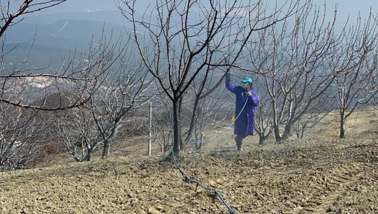 Vişne ve kiraz bahçeleri için bordo bulamacı projesi hayata geçiyor