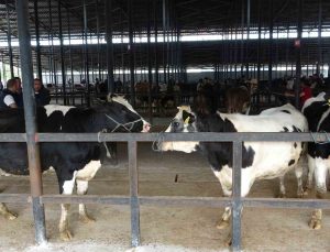 Hayvancılara müjde! Hayvan pazarları açılıyor