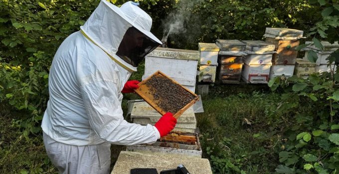 Arıcılara can suyu: Yüzde 50 hibeli destek