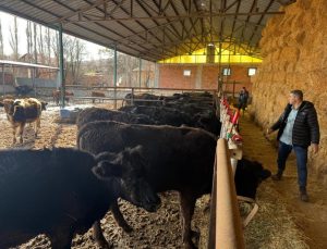 Üreticilere dağıtılan hayvanlara sağlık kontrolü