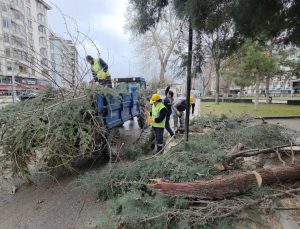 Fırtına ağaçları devirdi