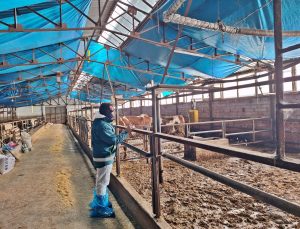 Besilik hayvan kapasite tespit çalışmaları sürüyor