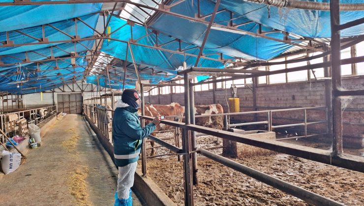 Besilik hayvan kapasite tespit çalışmaları sürüyor