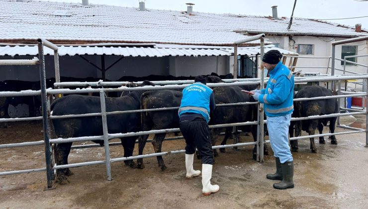İthal besilik sığırlar için millileştirme çalışmaları sürüyor