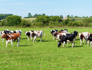 Daha verimli meralarla hayvancılık güçleniyor