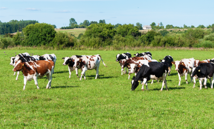 Daha verimli meralarla hayvancılık güçleniyor