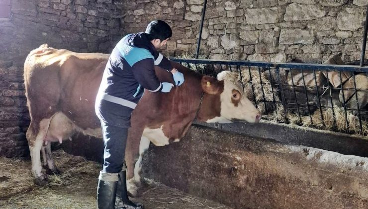 Ekiplerden şap mesaisi: 50 Büyükbaştan kan numunesi alındı