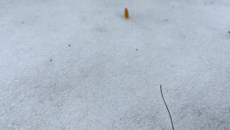 Kışın ortasında bahar provası