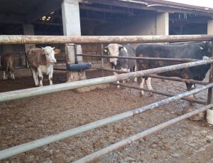 Besicilere müjde! Şap karantinaları bir bir kalkıyor