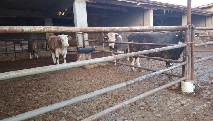 Besicilere müjde! Şap karantinaları bir bir kalkıyor