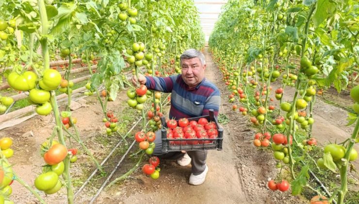 Eynal Domatesi pazarların gözdesi durumunda