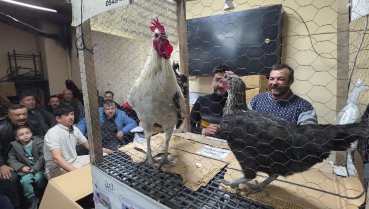 Tavuk meraklıları mezatta buluştu