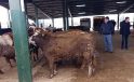 Kurban pazarında bayram hareketliliği erken başladı