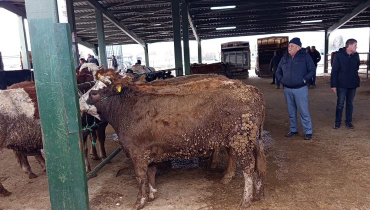 Kurban pazarında bayram hareketliliği erken başladı