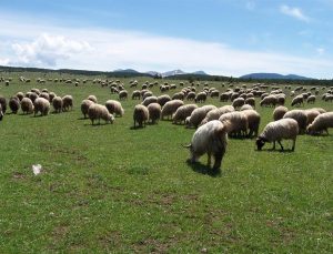 Küçükbaş hayvancılık için dev destek