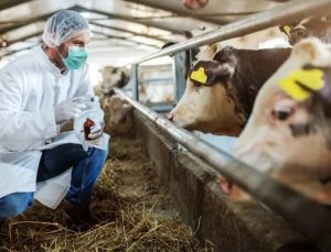 15 köyde şap alarmı! Karantina başladı