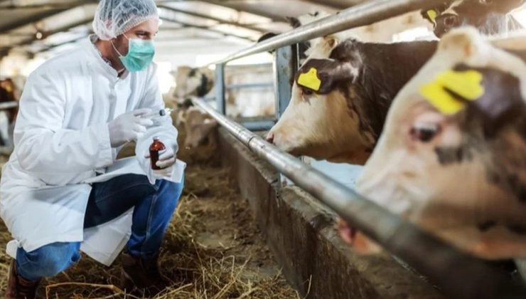 15 köyde şap alarmı! Karantina başladı