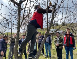 Köylülere uygulamalı budama eğitimi verildi