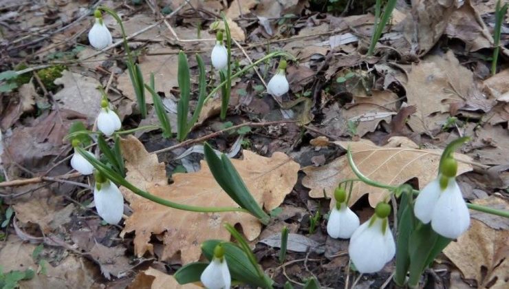 Kardelen koparmanın cezası 699 bin 245 lira