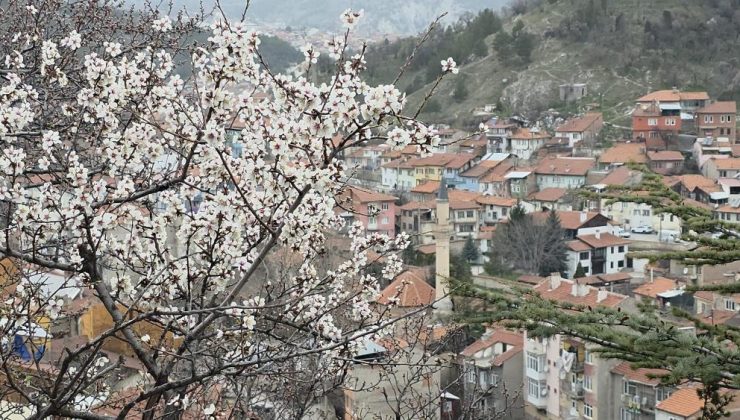 Baharın müjdecisi bademler çiçek açtı