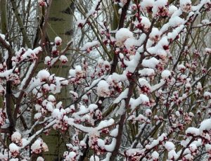 Badem ve kayısı çiçekleri karla kaplandı