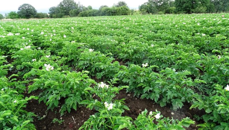 Patates üreticilerine ‘Bitki Pasaportu’ uyarısı