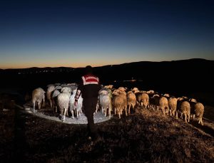 Kaybolan hayvanlar jandarma ekipleri tarafından bulundu