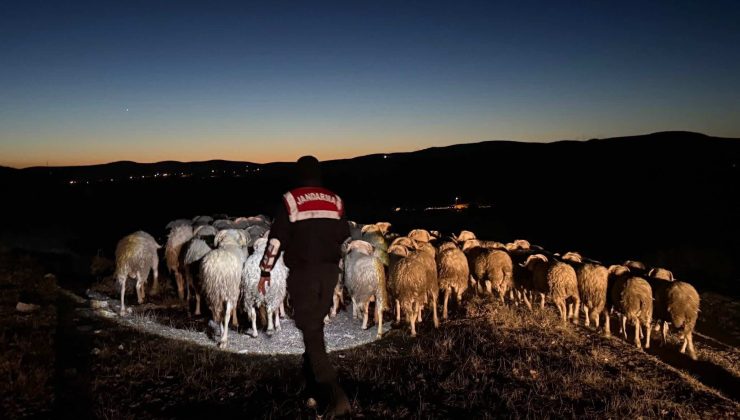 Kaybolan hayvanlar jandarma ekipleri tarafından bulundu
