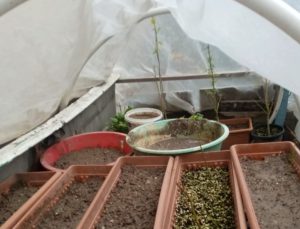 Evine kenevir serası kurmuş