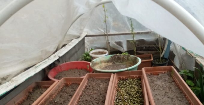 Evine kenevir serası kurmuş