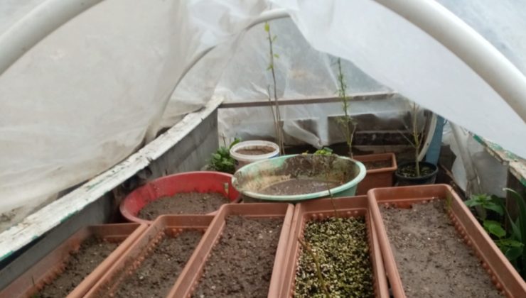 Evine kenevir serası kurmuş