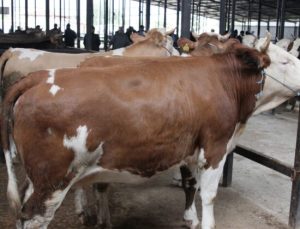 Kurban Bayramı hayvan padokları için başvurular başlıyor