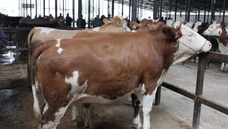 Kurban Bayramı hayvan padokları için başvurular başlıyor