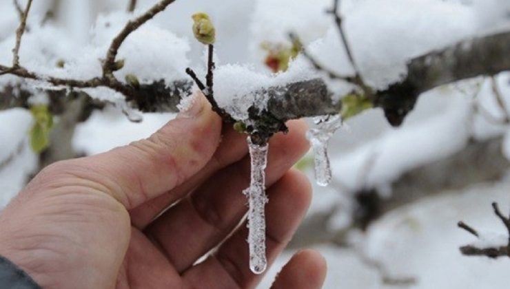 Kütahya’da zirai don alarmı!