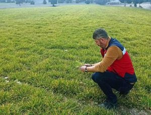 Soğuk vuran ekinler yerinde incelendi