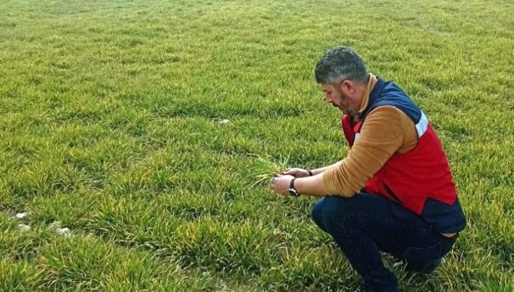 Soğuk vuran ekinler yerinde incelendi