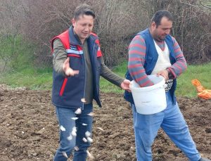 Köprücek sarımsağına talep arttı: Çiftçinin yüzü gülüyor