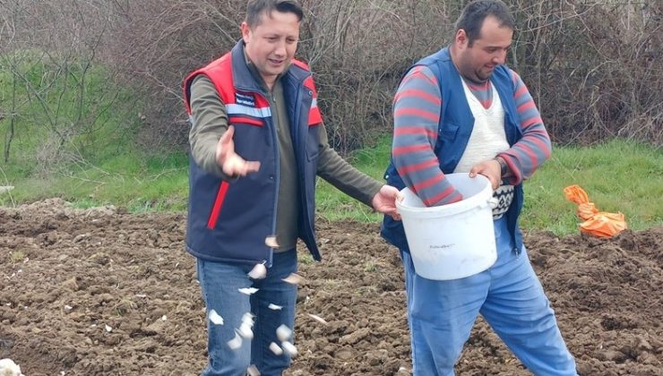 Köprücek sarımsağına talep arttı: Çiftçinin yüzü gülüyor