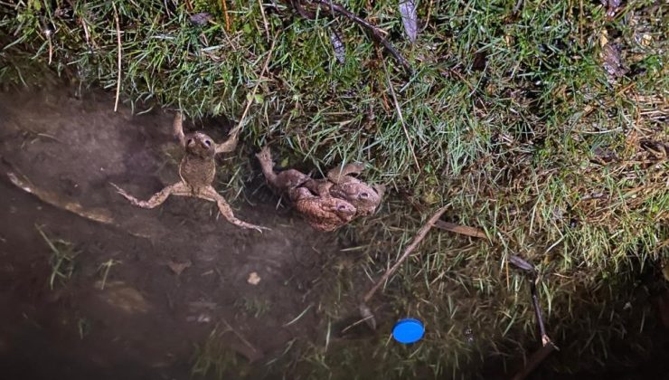 5 bin yıllık kurbağa göçü bu yıl da başladı