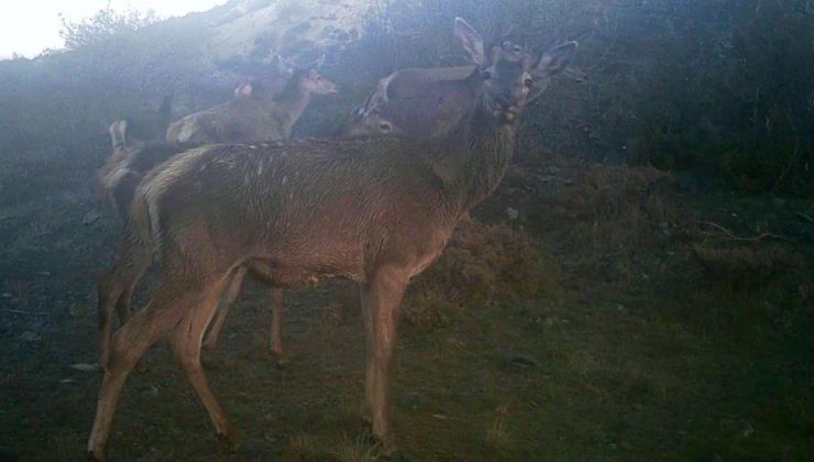 Kütahya’nın zengin yaban hayatı fotokapanlara yansıdı
