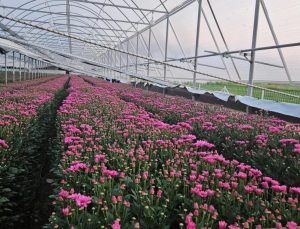 Kütahya’nın çiçekleri Avrupa’yı süslüyor