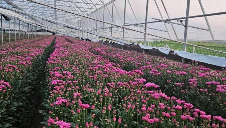 Kütahya’nın çiçekleri Avrupa’yı süslüyor