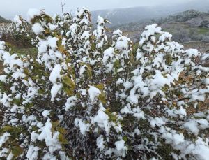 Kar yağışı üreticiyi endişelendirdi