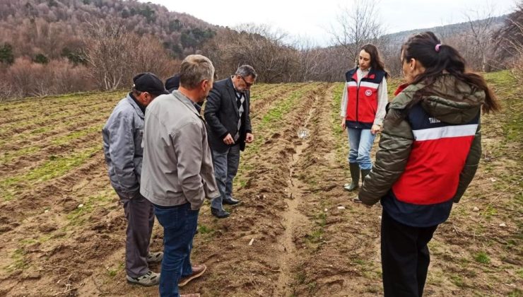 Ahududu üretiminde saha kontrolü