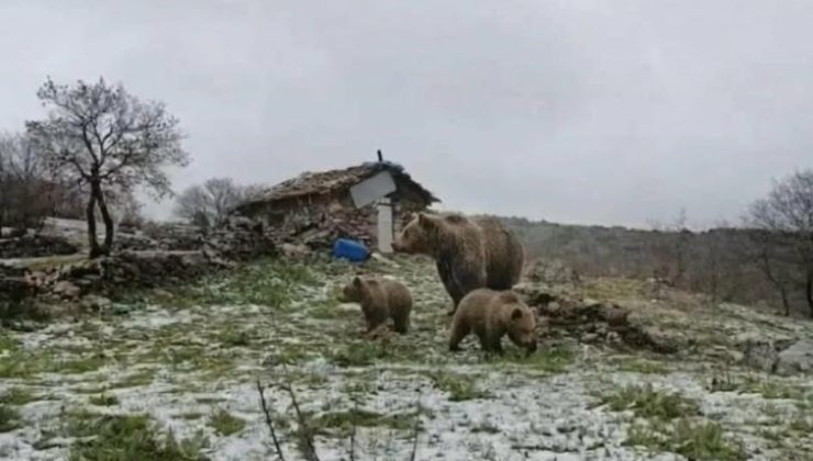 Kış uykusundan uyanan ayı ailesi köye indi