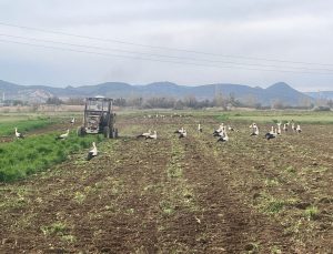 Göçmen kuşlar çiftçinin mesai arkadaşı oldu