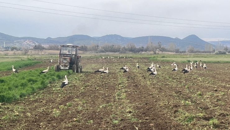 Göçmen kuşlar çiftçinin mesai arkadaşı oldu