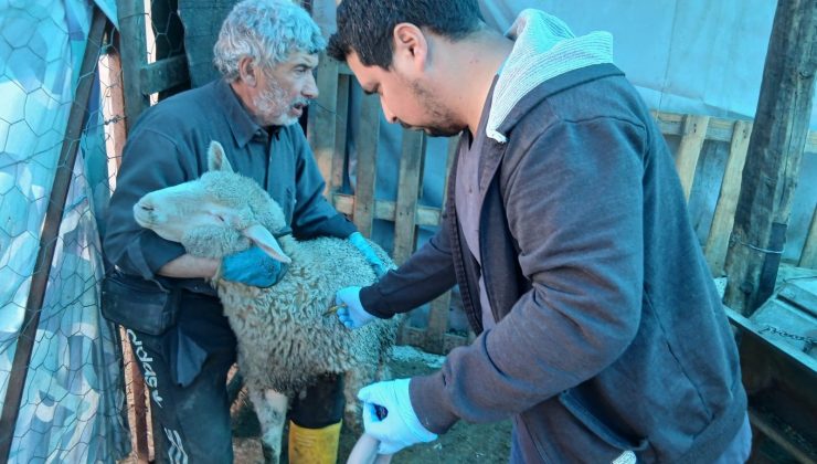 Hayvan sağlığının korunmasına yönelik çalışmalar sürüyor